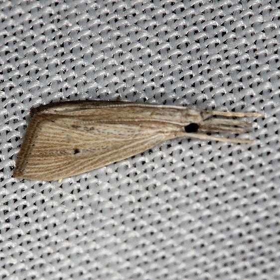 5506.97 Unidentified Xubida Moth NABA Gardens Mission Texas 11-4-13