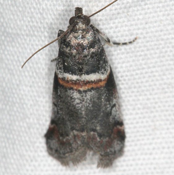 5655-Acrobasis-tricolorella-BG-Moab-RV-Resort-Utah-6-5-17