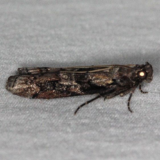 5863.1 Blister Coneworm Moth Bader's house Palm Coast Fl 3-21-15