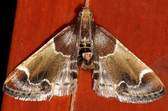 5510 Meal Moth yard 5-3-19