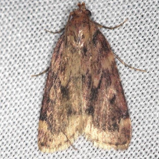 5512 Pink-masked Pyralid Moth Shawnee St Pk Oh 6-15-13