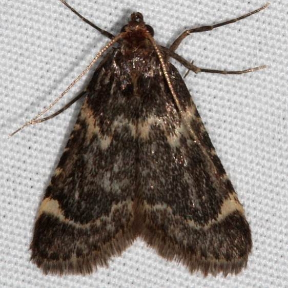 5514 Algossa cacamica Fool Hollow Lake St Pk Ariiz 5-23-17 (57)_opt