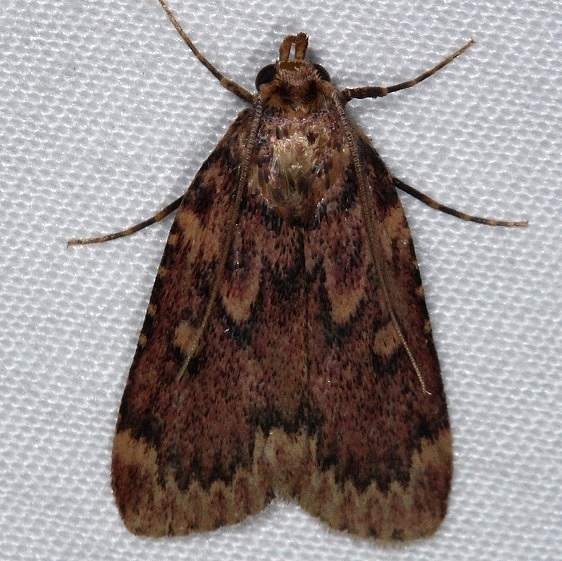 5518 Grease Moth yard 8-23-14