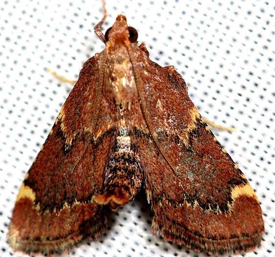 5526 Red-shawled Moth yard 6-7-12_opt