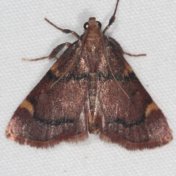 5529 Spruce Needleworm Moth Ash Rapids Lodge Lake of the Woods Ont 7-21-17 (29)_opt