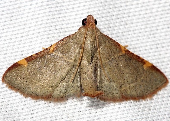 5530 Pink-fringed Dolichomia Moth Lake Kissimmee St Pk Fl 2-26-13 (89a)