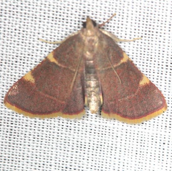 5533 Yellow-fringed Dolichomia Moth yard 6-8-13