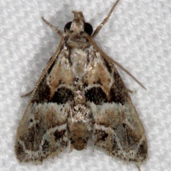 5536.1 Neodavisia melusina NABA Gardens Texas 11-1-16_opt