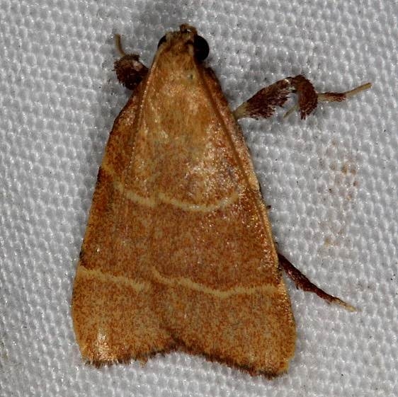 5538 Parachema ochracealis Little Manetee River St Pk Fl 3-8-15