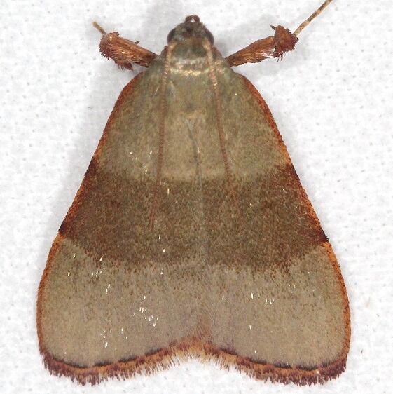 5540 Basacallis tarachodes-Paynes Prairie St Pk Fl 2-24-22