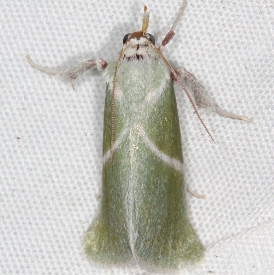 5547 Anemosella obliquata Campsite 119 Falcon St Pk Texas 10-25-16 (1)_opt
