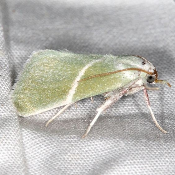 5547 Anemosella obliquata Campsite 119 Falcon St Pk Texas 10-25-16_opt