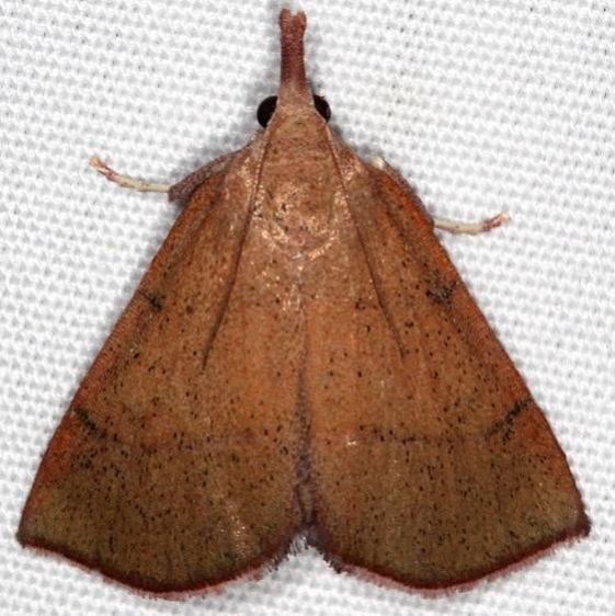 5550 Lepidomys irrenosa Favre Dykes State Park Fl 2-18-17_opt