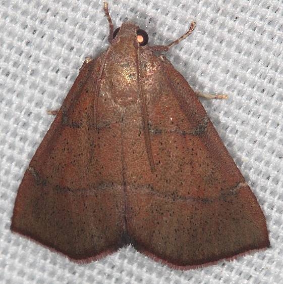 5550 Lepidomys irrenosa Juniper Springs Ocala Natl Forest Fl 9-27-18 (29)_opt