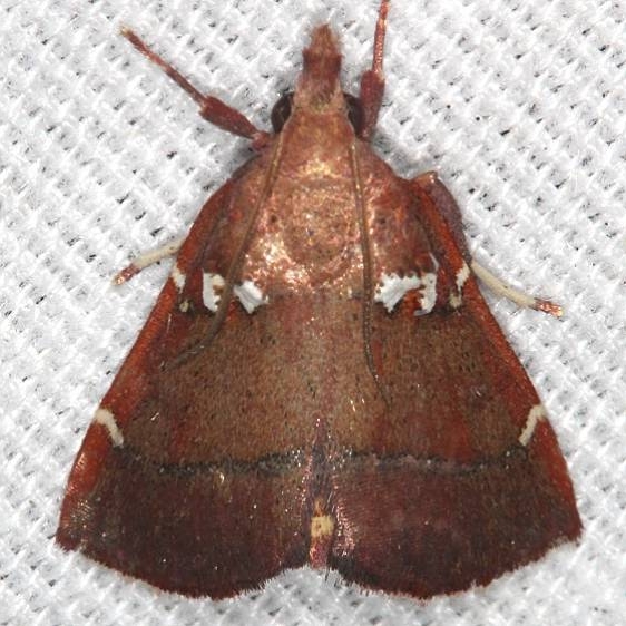 5550 Lepidomys irrenosa  Silver Springs St Pk Fl 9-24-18 (20)_opt