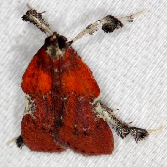 5552 Boxwood Leaftier Moth yard 7-14-13