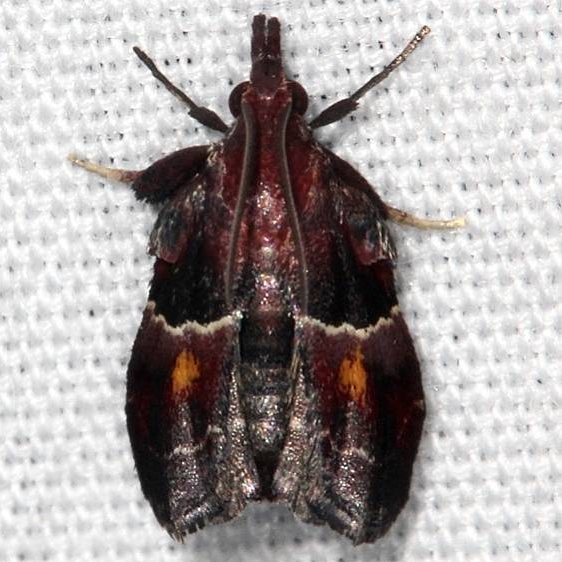 5555 Penthesilea sacculalis Suwanee River St Pk Fl 9-21-18 (35)_opt
