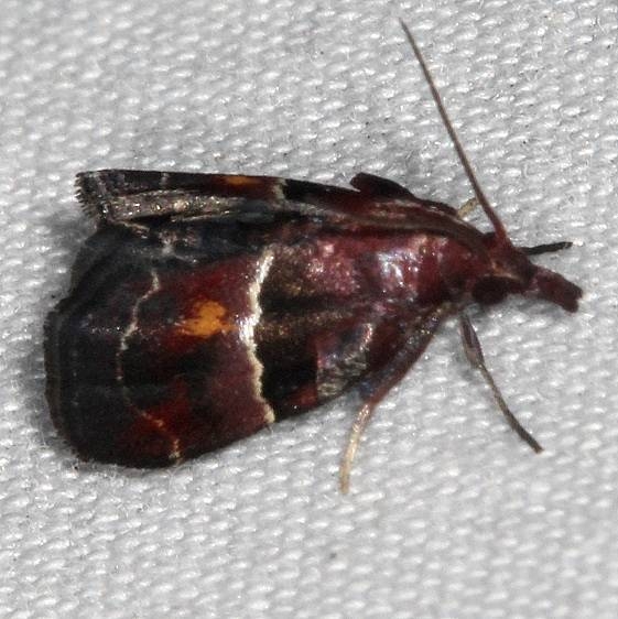 5555 Penthesilea sacculalis Suwanee River St Pk Fl 9-21-18 (36)_opt