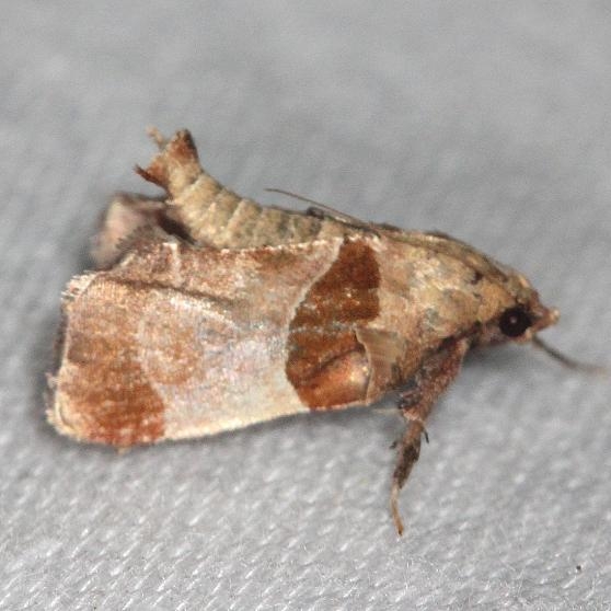 5556 Dimorphic Tosale Moth yard 6-8-13
