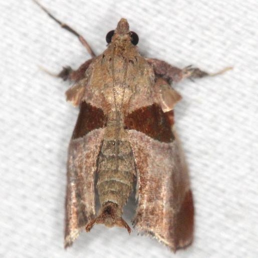 5556 Dimorphic Tosale Moth yard 6-8-13