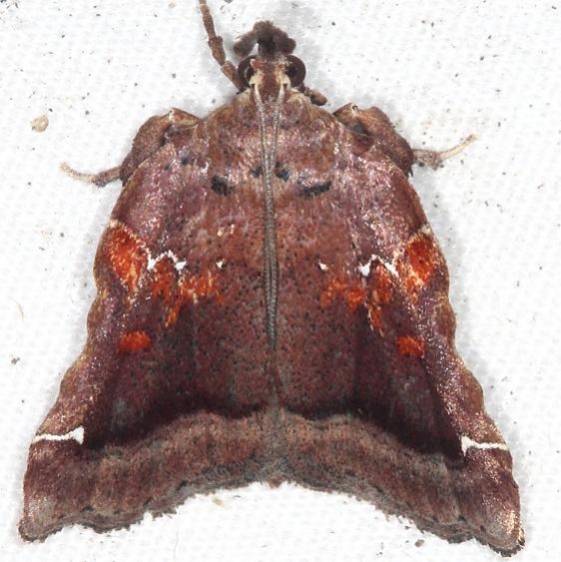 5563 Trumpet Vine Moth yard 9-14-16 (11)_opt