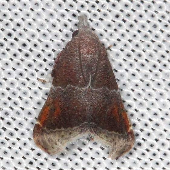 5565 Streptopalpia minusculalis Village Creek St Pk, Texas 11-6-13
