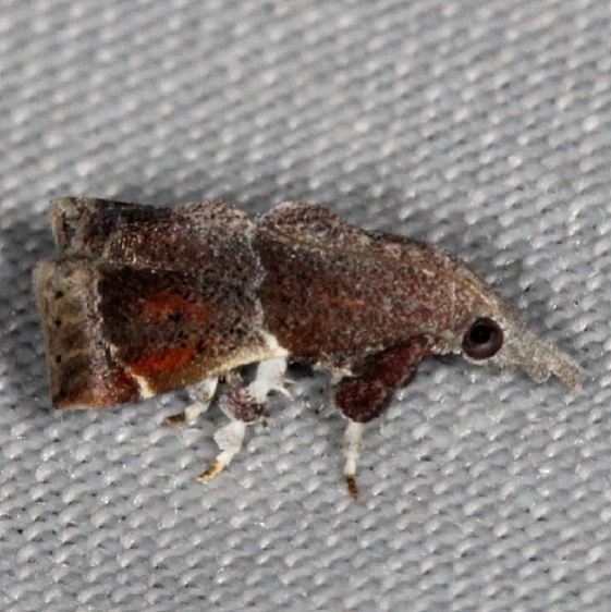 5565 Streptopalpia minusculalis Village Creek St Pk Texas 11-6-13