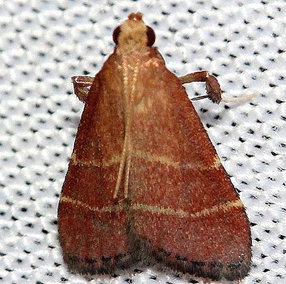 5566 Posturing Arta Moth yard 7-22-12