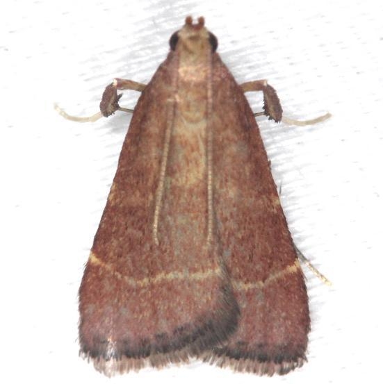 5566 Posturing Arta Moth yard 7-14-13