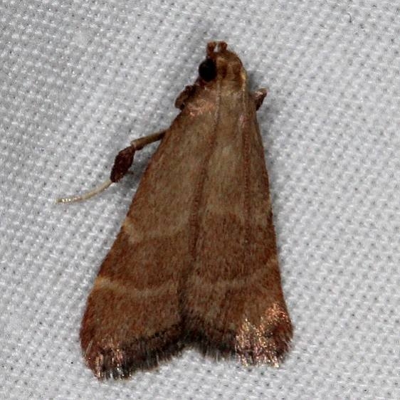 5567 Arta epicoenalis Moab RV Resort Moab Utah 6-3-17 (18)_opt