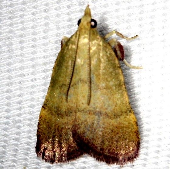 5568 Olive Arta Moth Arta olivalis Shawnee St Pk Oh 6-15-13