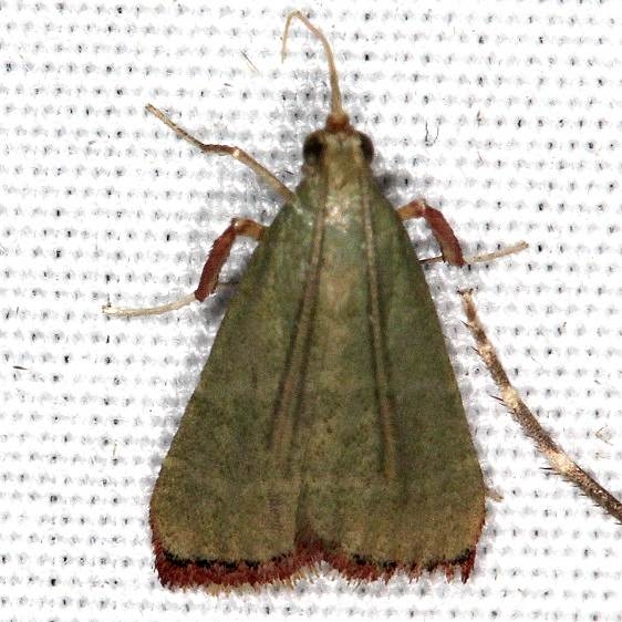 5568 Olive Arta Moth Campsite 119 Falcon St Pk Texas 10-27-16_opt