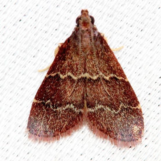 5574 Heliades mulleolella Alexander Springs Ocala Natl Forest 3-19-13