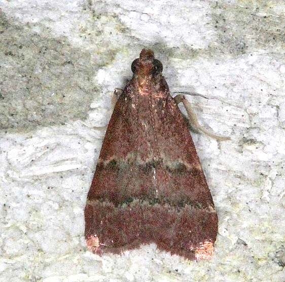 5574 Heliades mulleolella Mahogony Hammock 2-18-14