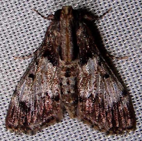5575 Mahogany Webworm Moth Flamingo Everglades 3-2-12