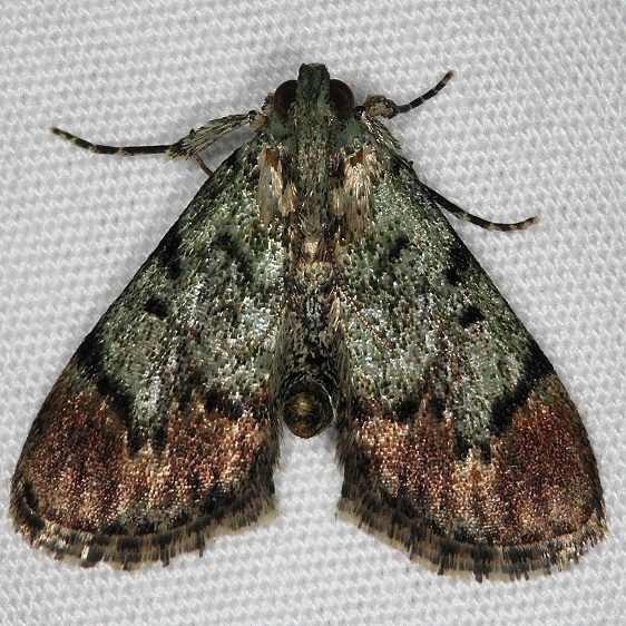 5577 Dimorphic Macalla Moth yard 6-14-14