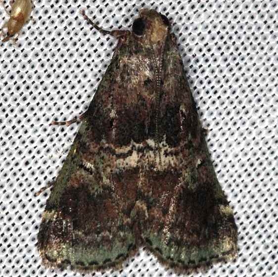 5582 Deuterollyta majuscula Collier Seminole St Pk 2-26-14