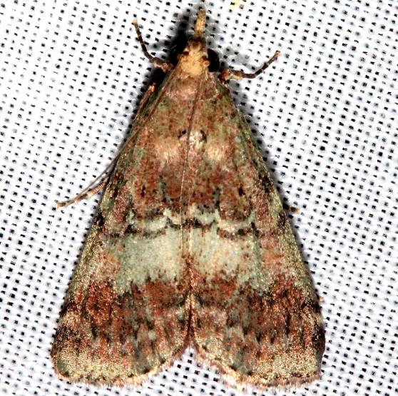 5582 Deuterollyta majuscula Mahogany Hammock Everglades Natl Pk 3-10-13