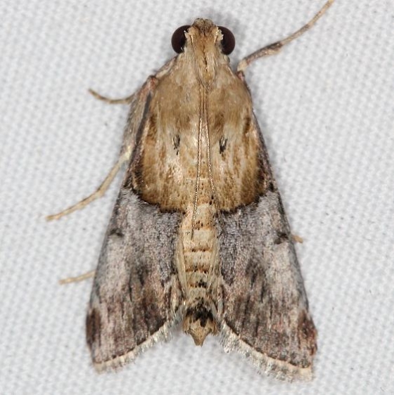 5587 Cacozelia elegans Campsite 119 Falcon St Pk Texas 10-26-16_opt
