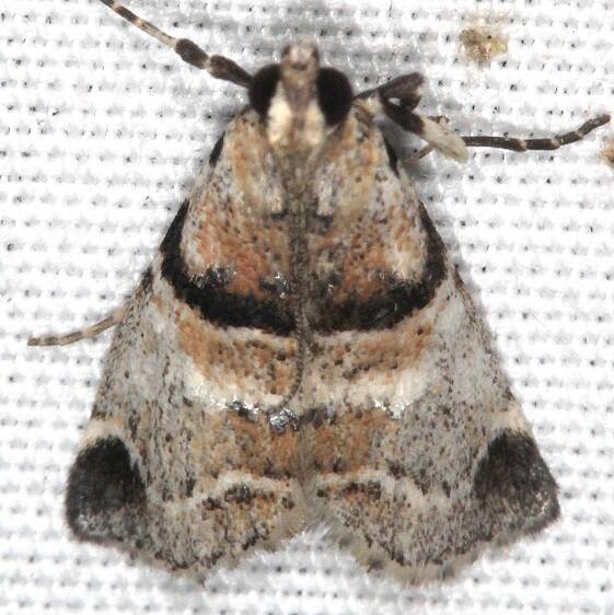 5591 Tallula atrifascialis Collier Seminole St Pk Fl 3-7-22