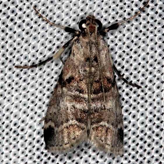 5592 Watson's Tallula Moth Collier Seminole St Pk 2-27-14