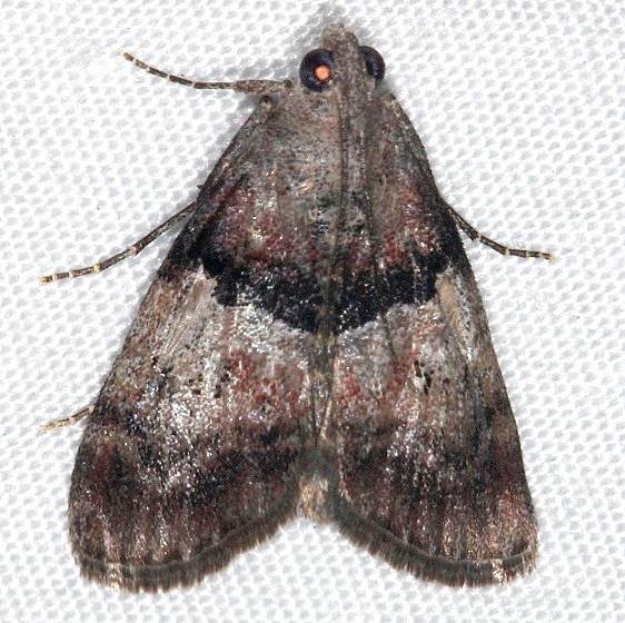 5595 Pine Webworm Moth Rodman campground Fl 3-18-14