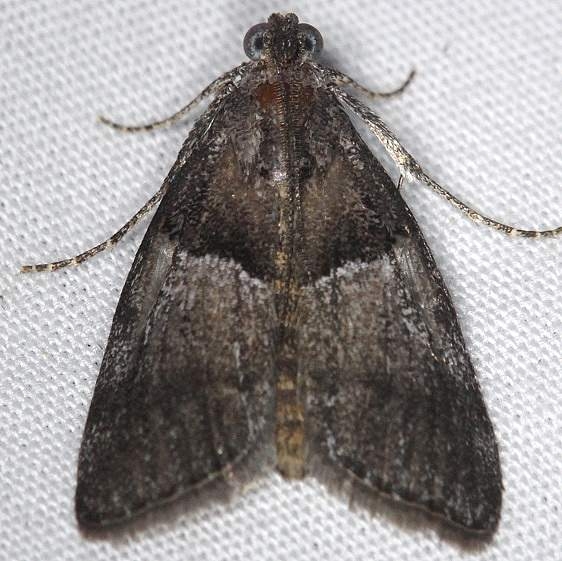 5595 Pine Webworm Moth Thunder Lake UP Mich 6-21-14