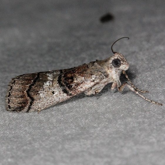 5597 Pococera melanogramma Oscar Scherer St Pk 3-15-15
