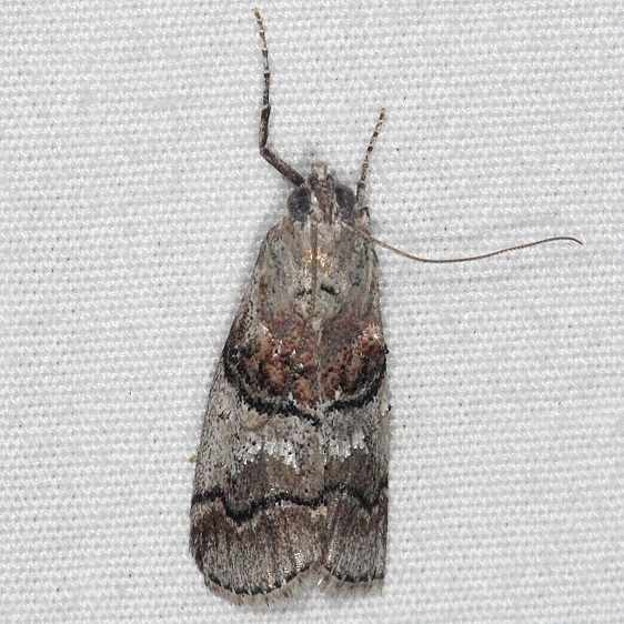 5597 Pococera melanogramma Oscar Scherer St Pk 3-15-15