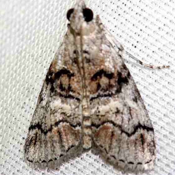 5602 Pococera subcanalis Lake Kissimmee St Pk Fl 2-27-13