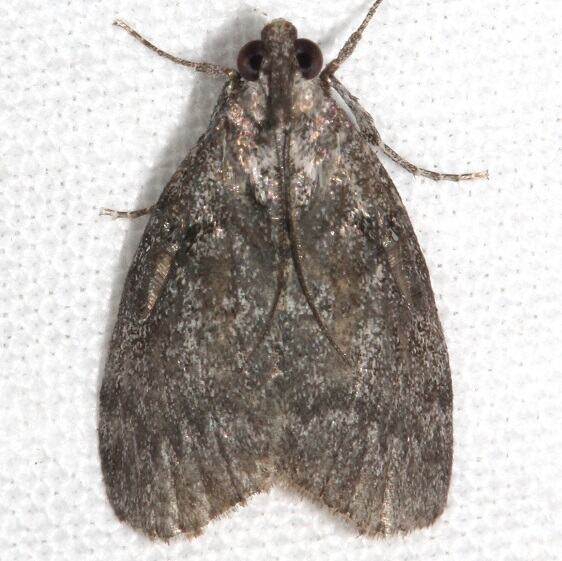 5605 Pococera aplastella Aspen Webworm-BG-Goose-Bay-Camp-Lac-Seul-Canada-7-9-23