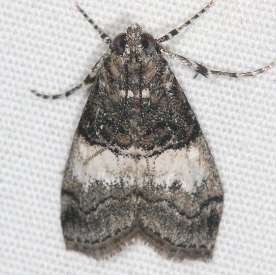 5605 Pococera aplastella Campsite 119 Falcon St Pk Texas 10-27-16_opt