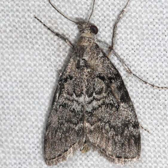 5605.97  Unidentified Pococera-BG-Goose-Bay-Camp-LacSeul-Ont-Canada-7-2-23