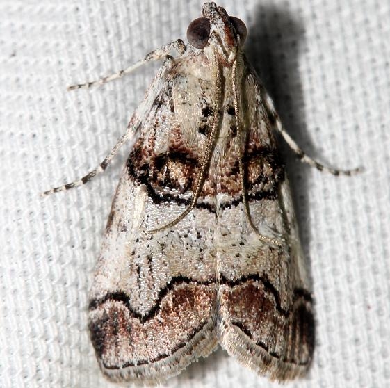 5606 Maple Webworm Moth Lake Kissimmee St Pk Fl 2-28-13